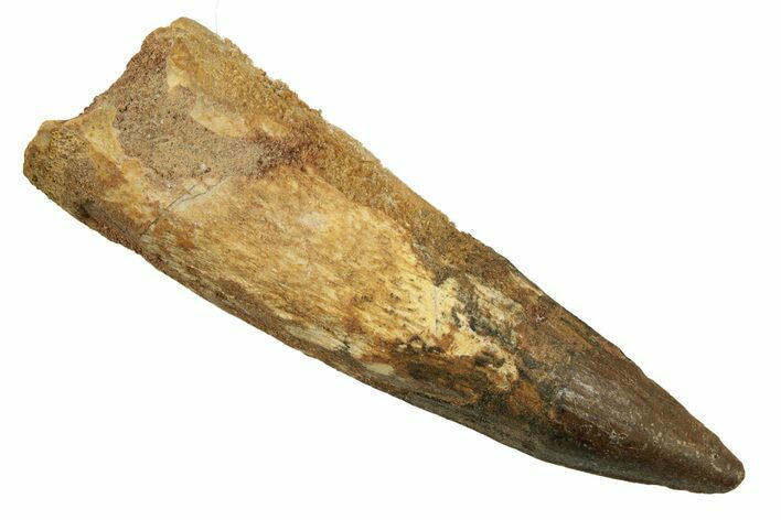 Bargain, Fossil Spinosaurus Tooth - Real Dinosaur Tooth #258946